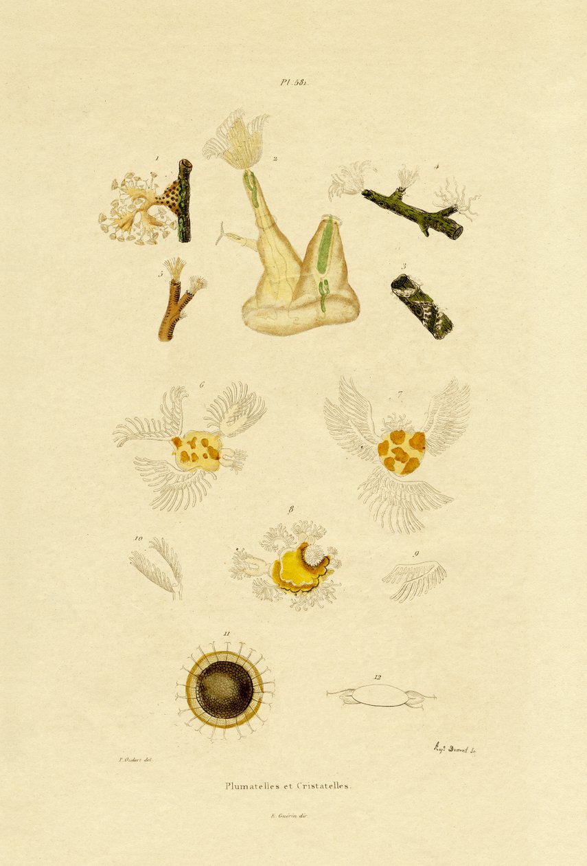 Polyp, 1833-39 af French School
