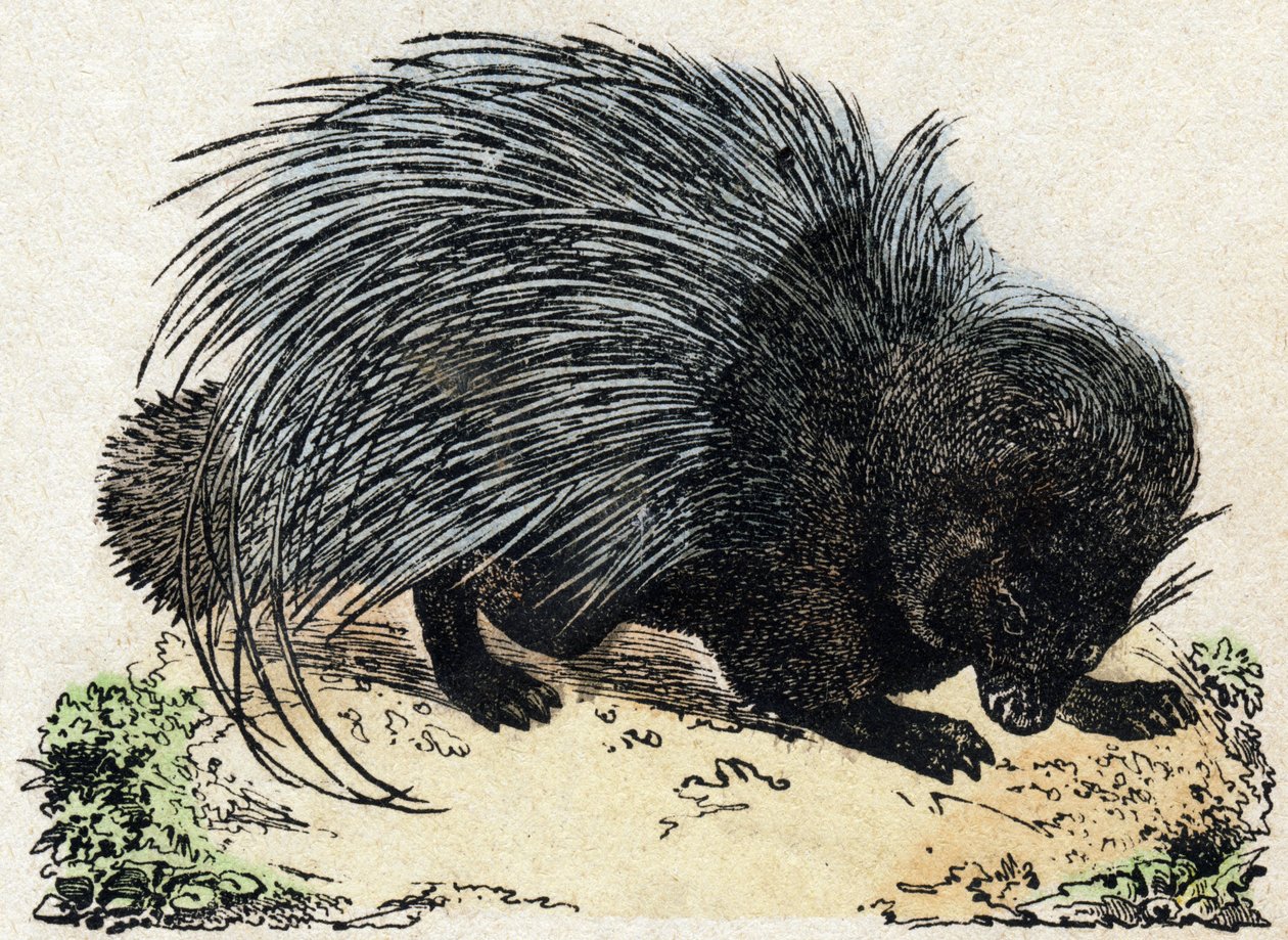 Porc-epos (Svin-epos). Indgravering i "" Alphabet des animaux sauvages "". 9. serie. Billede af Epinal, Pellerin, trykkeri-udgiver, ca. 1870. Graveringer på træ, stencileret. 16 sider. Mål: 20 x 15 cm. Privat samling af French School