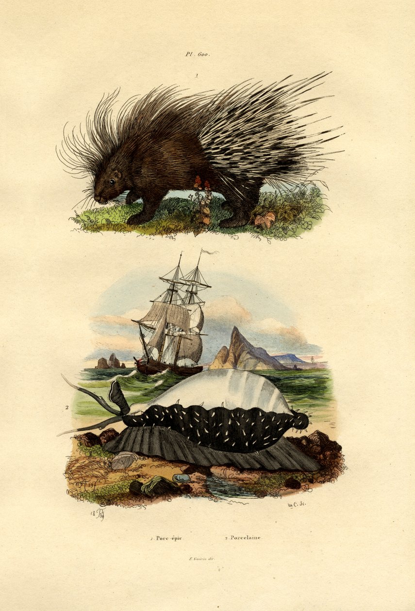 Porcupine, 1833-39 af French School