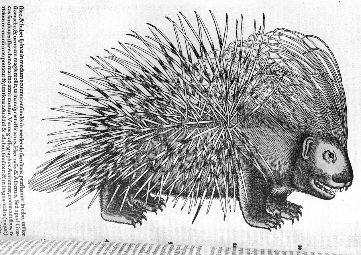 Porcupine, fra 