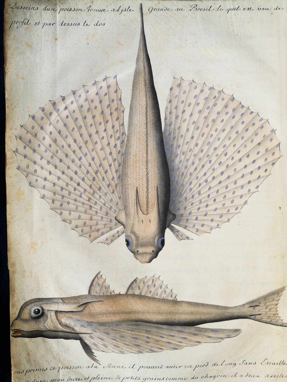 Profil og ryg af bevingede fisk, Big Island, Brasilien, akvarel fra logbog af Jacques Gouin de Beauchesne (1652-1730), kaptajn på Compagnie royale de la Mer du Sud, fra 1698 til 1701, Frankrig af French School