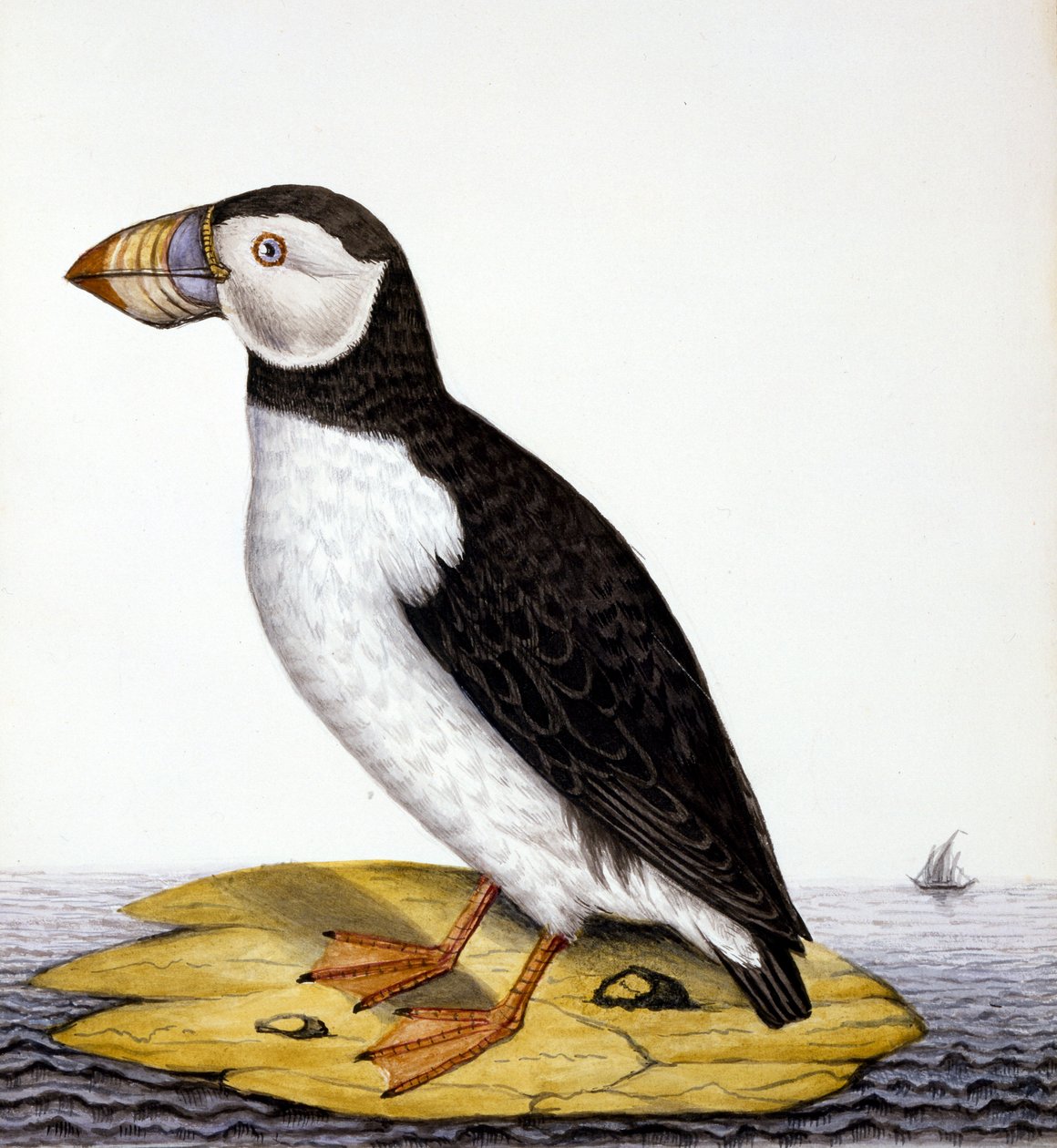 Lunde, marmon fratercula, ca. 1840 (wc på papir) af French School