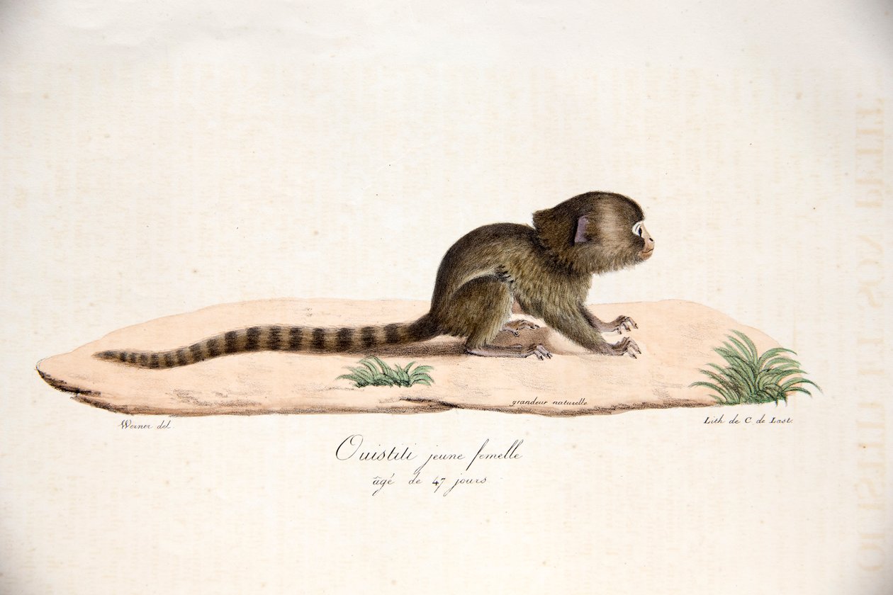 Pygmy Marmoset, fra Natural History of Pattedyr, med originale figurer, af Étienne Geoffroy Saint-Hilaire & Frédéric Cuvier, 1824-42 af French School