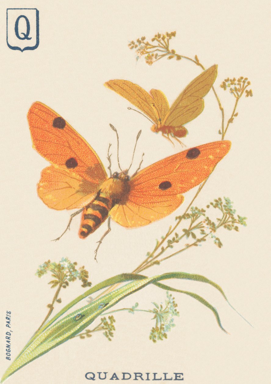 Q: Quadrille (Lithosia quadra eller Lithosie quadrille) af French School