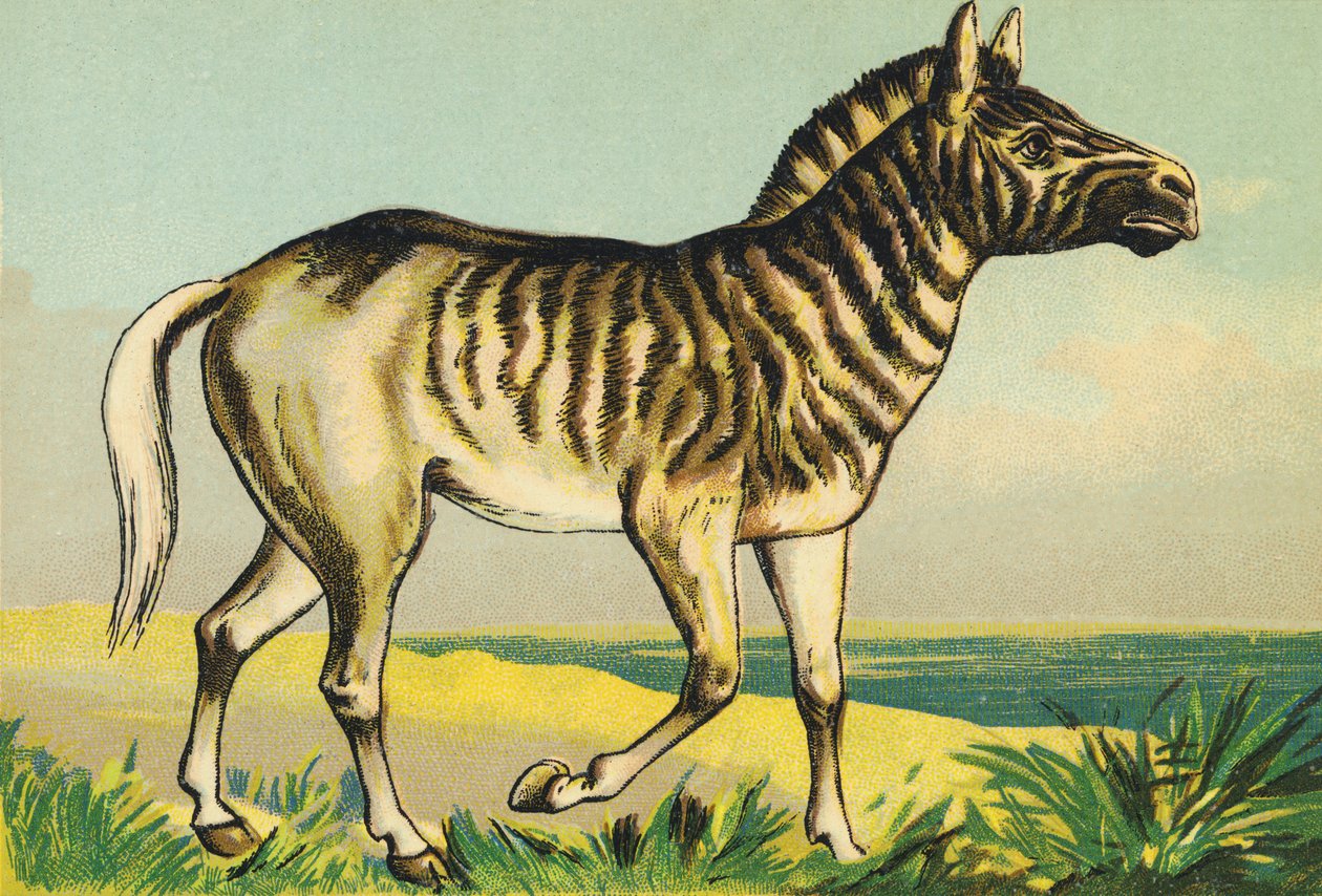 Q som Quagga (eller couagga, zebra-underart farvet i 1883) af French School