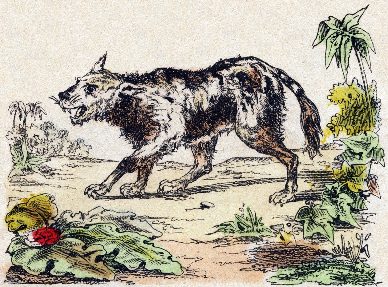 Quachy (art af løvehund fra Sydamerika). Indgravering i "" Alphabet des animaux sauvages "". 9. serie. Billede af Epinal, Pellerin, trykkeri-udgiver, ca. 1870. Graveringer på træ, stencileret. 16 sider. Mål: 20 x 15 cm. Privat samling af French School