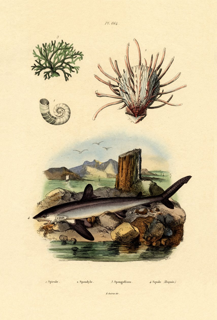 Rams Horn Blæksprutte, 1833-39 af French School