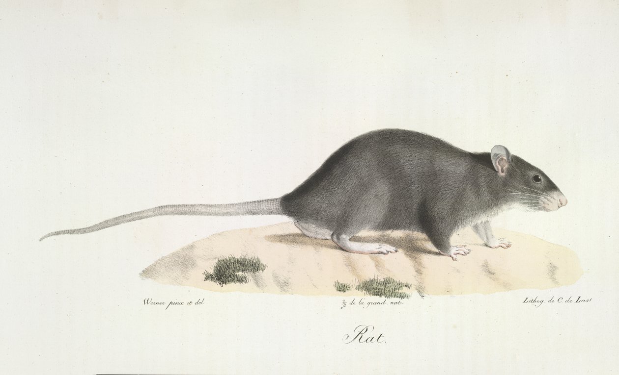 Rotte, fra Natural History of Pattedyr (farve litho) af French School
