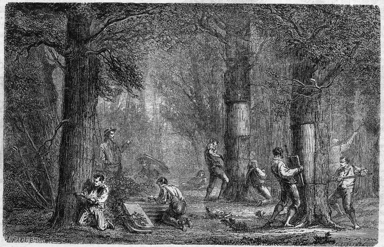 Genopretning af barken af ​​liege eg (oak-liege). Indgravering i "" Planternes historie"" af Louis Figuier udgivet i "" Le Monde Illustré"" nr. 399 af 3. december 1864. af French School