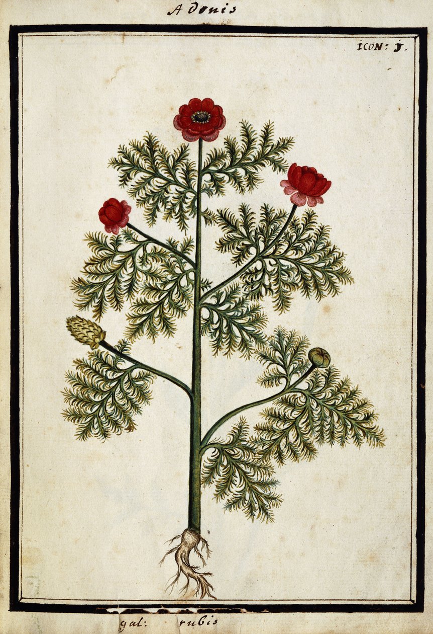 Red Adonis, c.1700dani af French School