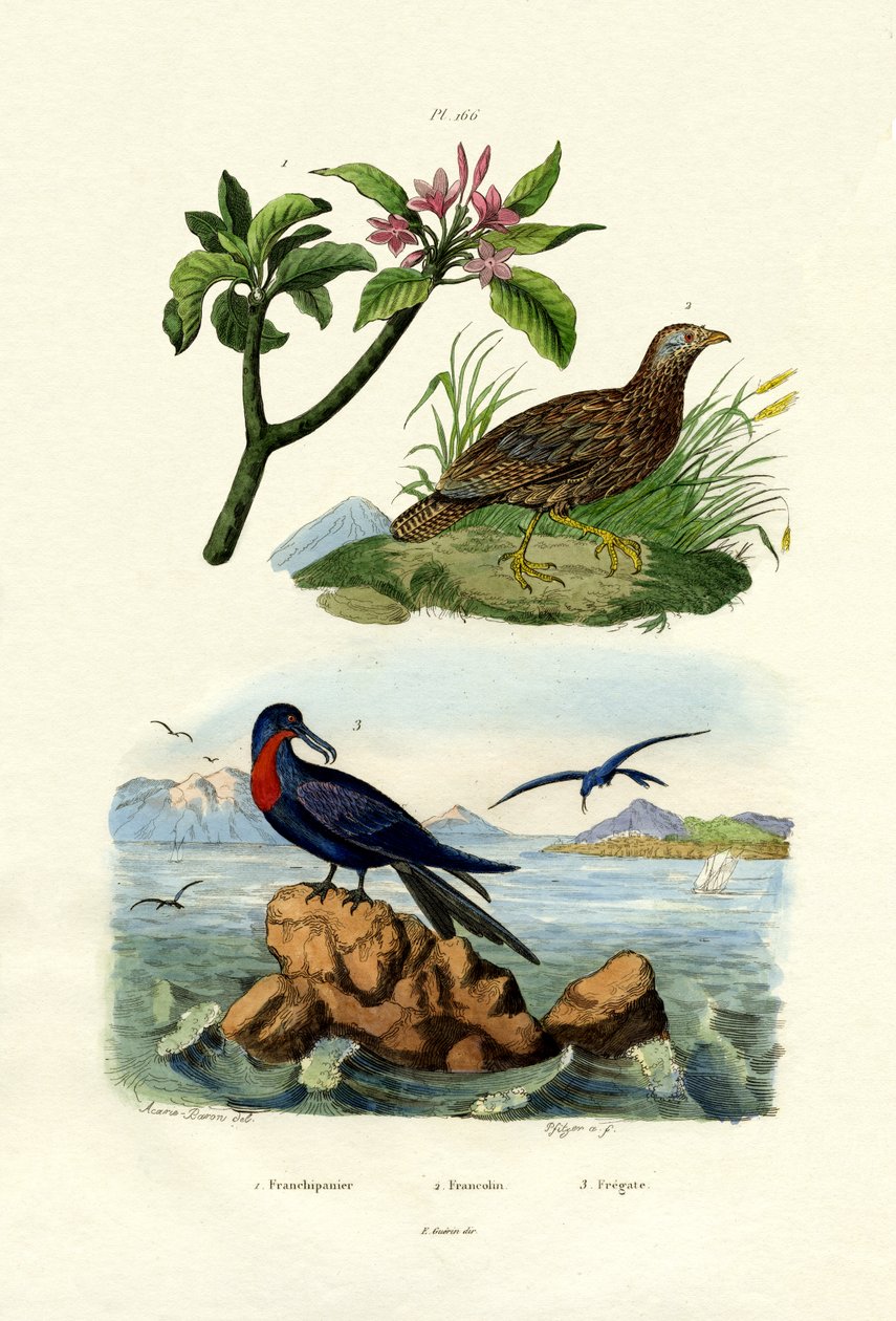 Rød Frangipani, 1833-39 af French School