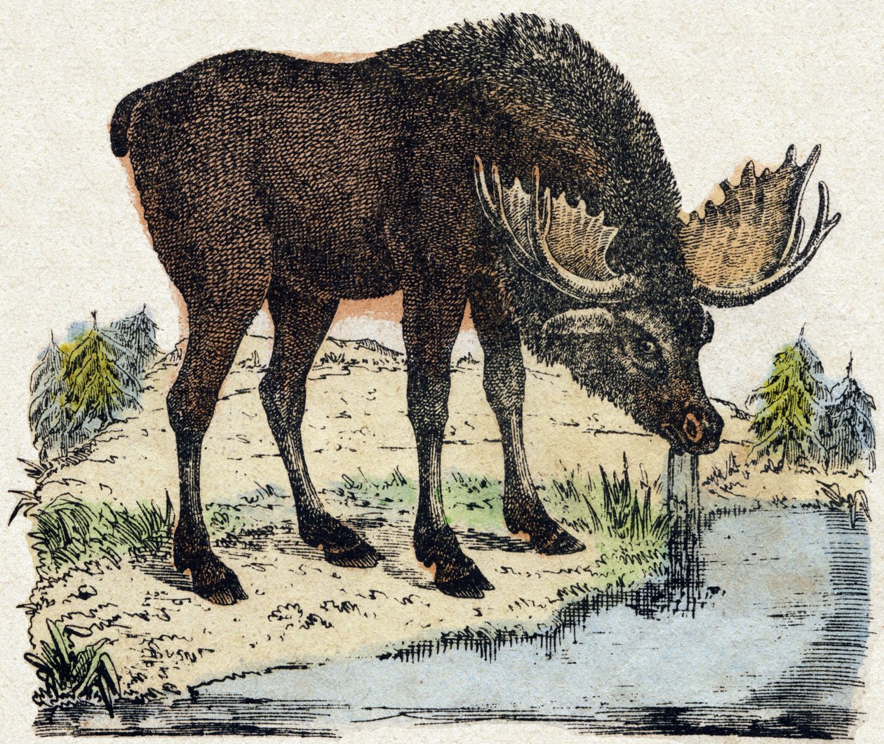 Rensdyr. Indgravering i "" Alphabet des animaux sauvages "". 9. serie. Billede af Epinal, Pellerin, trykkeri-udgiver, ca. 1870. Graveringer på træ, stencileret. 16 sider. Mål: 20 x 15 cm. Privat samling af French School