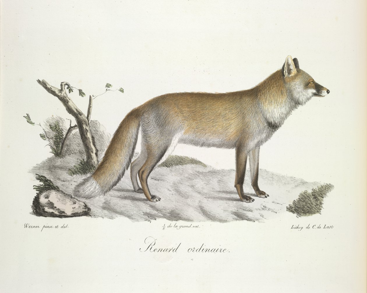 Almindelig ræv. Fox, fra Natural History of Mammals (farve litho) af French School