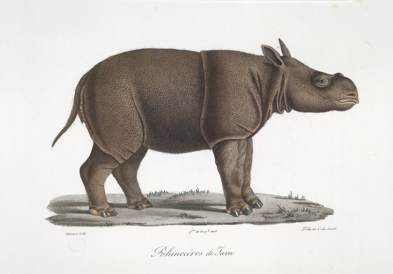 Javan Rhinoceros, fra Natural History of Pattedyr (farve litho) af French School