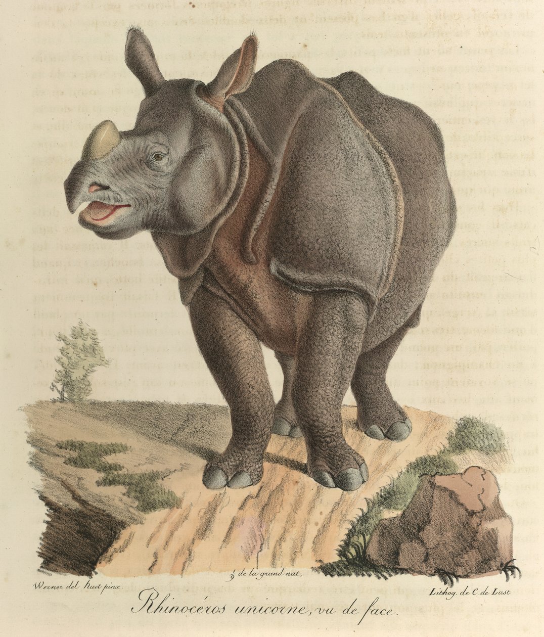 Et-hornet næsehorn. Et næsehorn, fra 