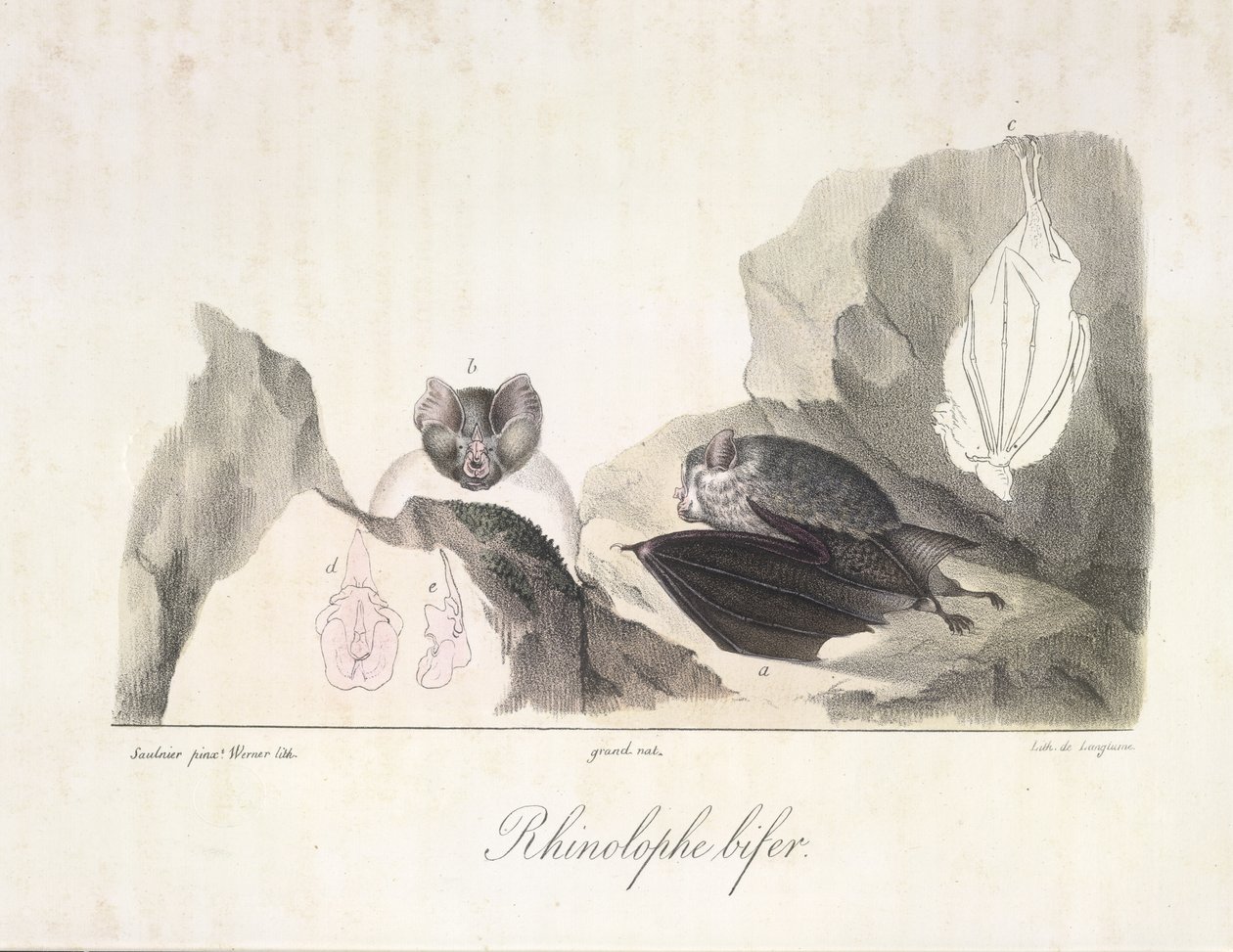 hestesko flagermus. Vampyrflagermus, fra Natural History of Mammals (farve litho) af French School