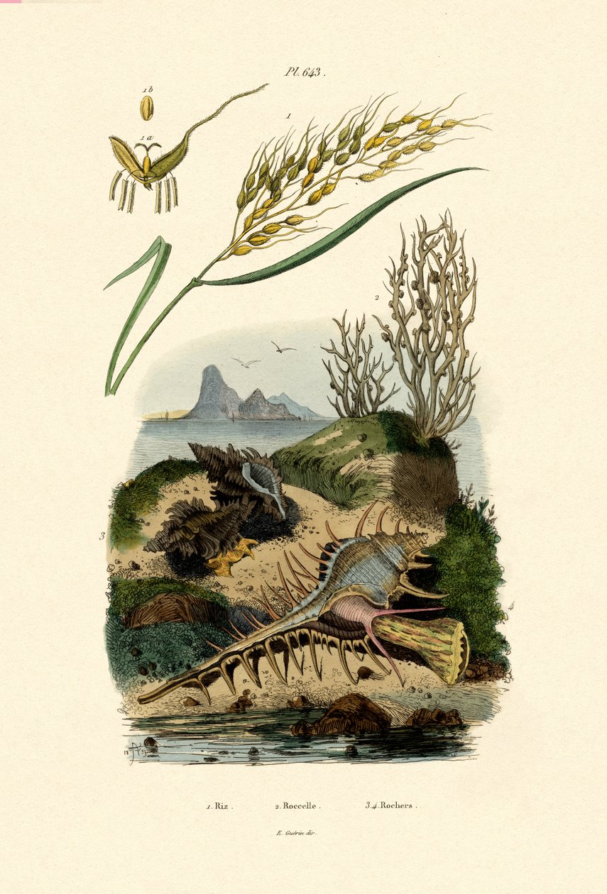 Ris, 1833-39 af French School