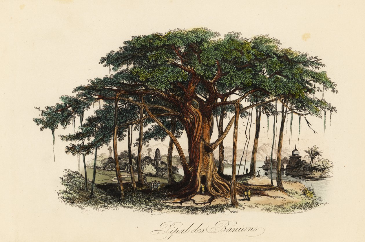 Hellig figentræ, Ficus religiosa, også kendt som bodhi-træet, banian-træet, banyan-træet, pippala-træet, peepul-træet, peepal-træet eller ashwattha-træet af French School