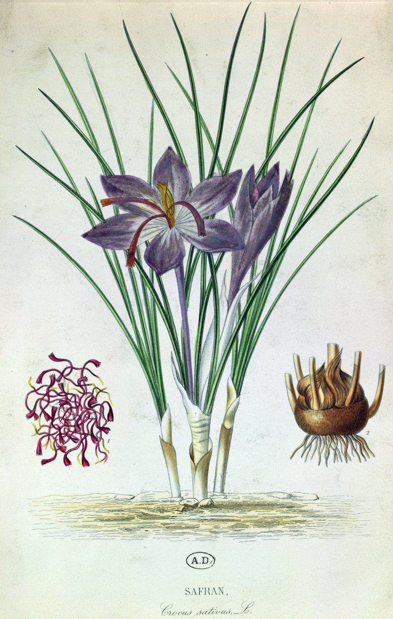 Safran (Crocus Sativus) af French School