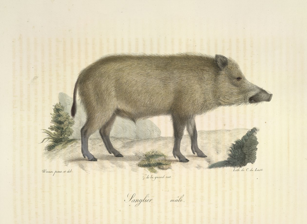 Orne, han, fra Natural History of Pattedyr (farve litho) af French School