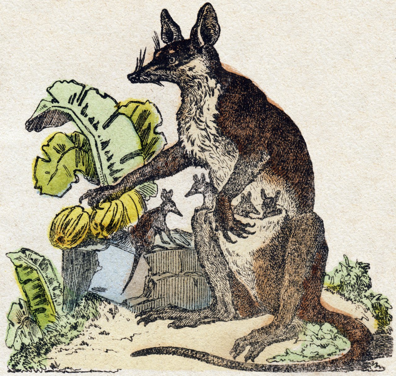Sarigue (possum). Indgravering i "" Alphabet des animaux sauvages "". 9. serie. Billede af Epinal, Pellerin, trykkeri-udgiver, ca. 1870. Graveringer på træ, stencileret. 16 sider. Mål: 20 x 15 cm. Privat samling af French School