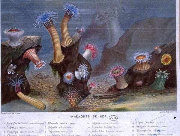 Søanemoner, fra en bog udgivet af Hachette (farve litho) af French School
