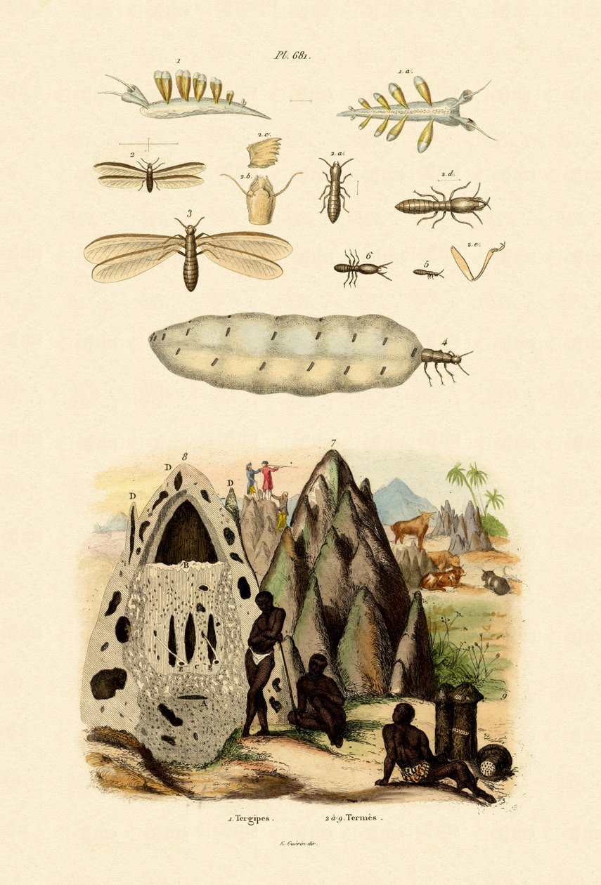 Søsnegl, 1833-39 af French School