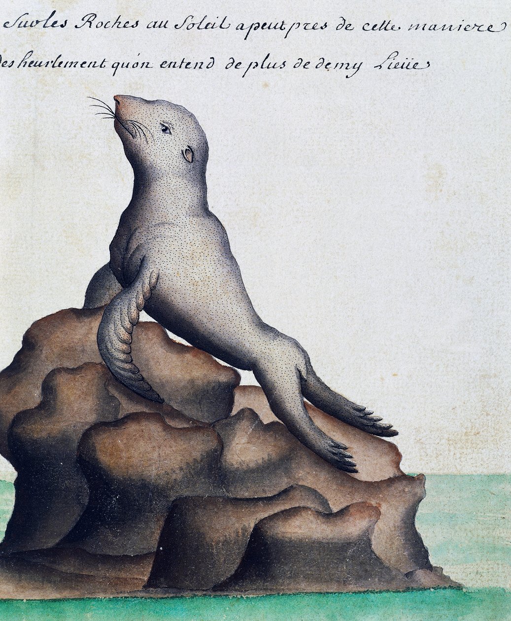 Seal, Galapagos-øerne, akvarel fra logbog af Jacques Gouin de Beauchesne (1652-1730), kaptajn på Compagnie royale de la Mer du Sud, fra 1698 til 1701, Frankrig af French School