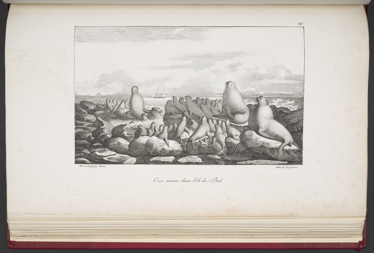 Sæler på Saint Paul Island, fra 