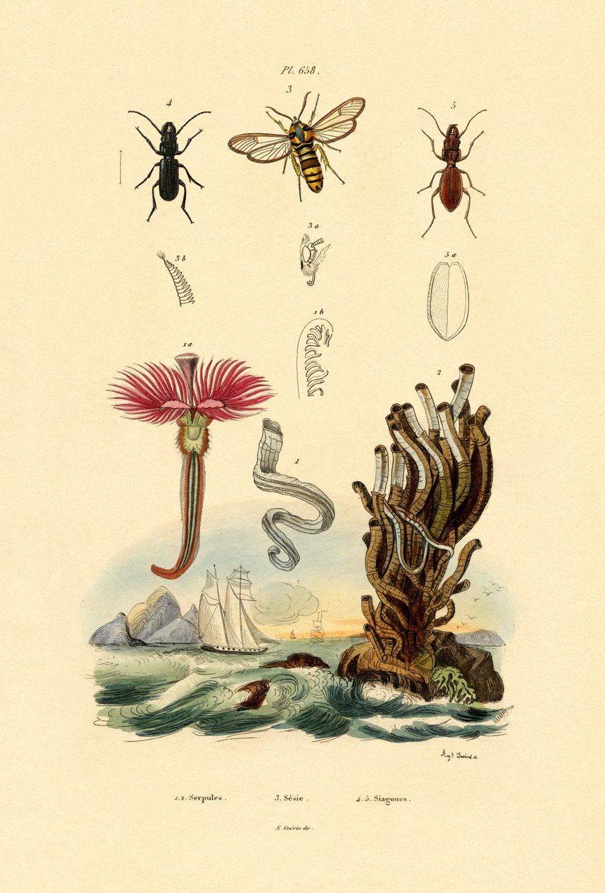 Serpulids, 1833-39 af French School