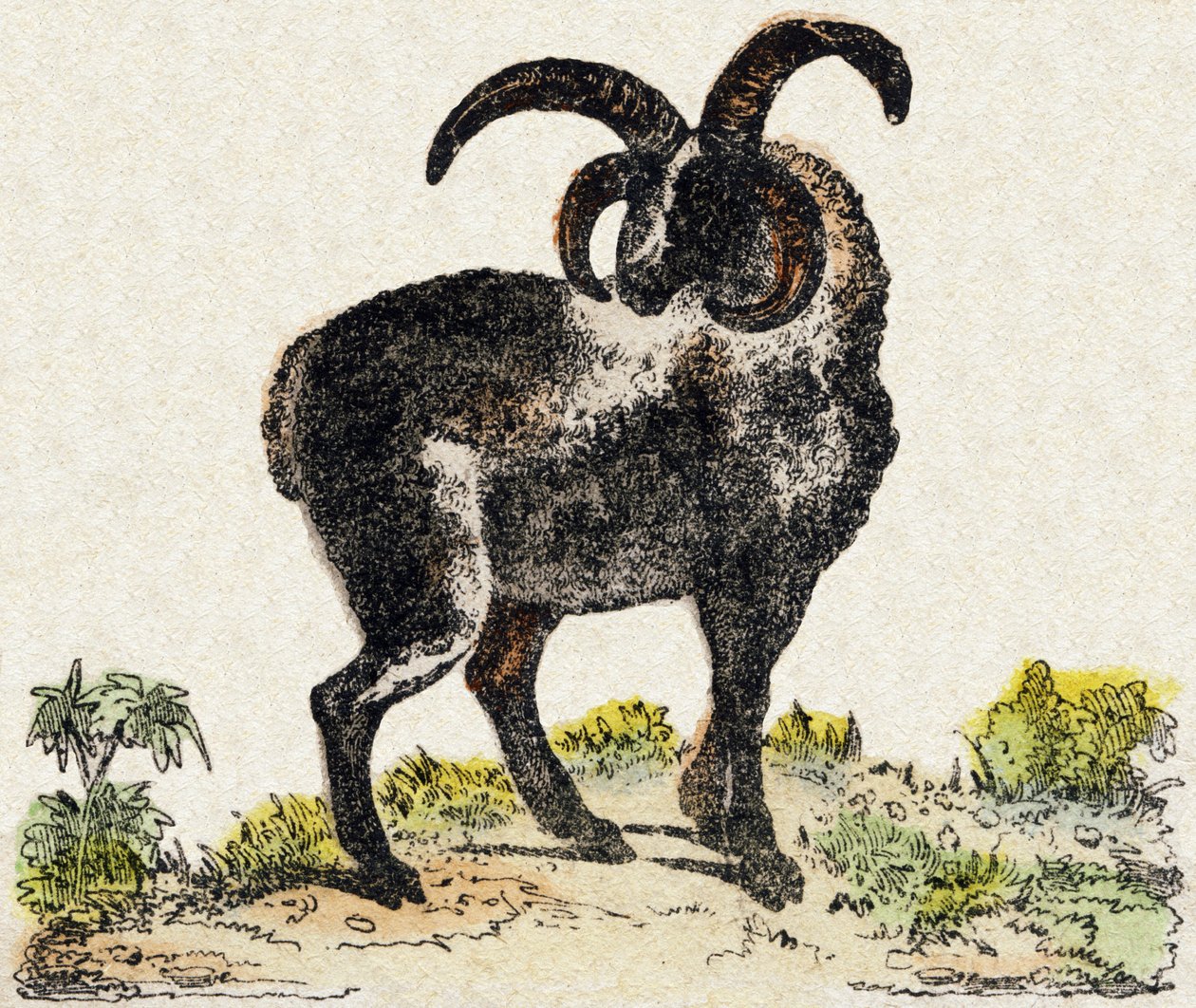 Får. Indgravering i "" Alphabet des animaux sauvages "". 9. serie. Billede af Epinal, Pellerin, trykkeri-udgiver, ca. 1870. Graveringer på træ, stencileret. 16 sider. Mål: 20 x 15 cm. Privat samling af French School
