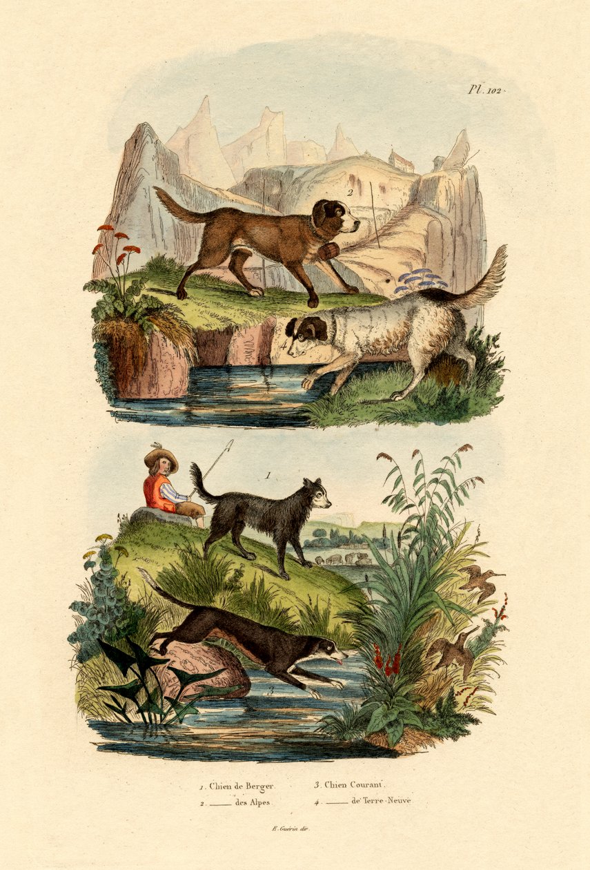 Hyrdehund, 1833-39 af French School