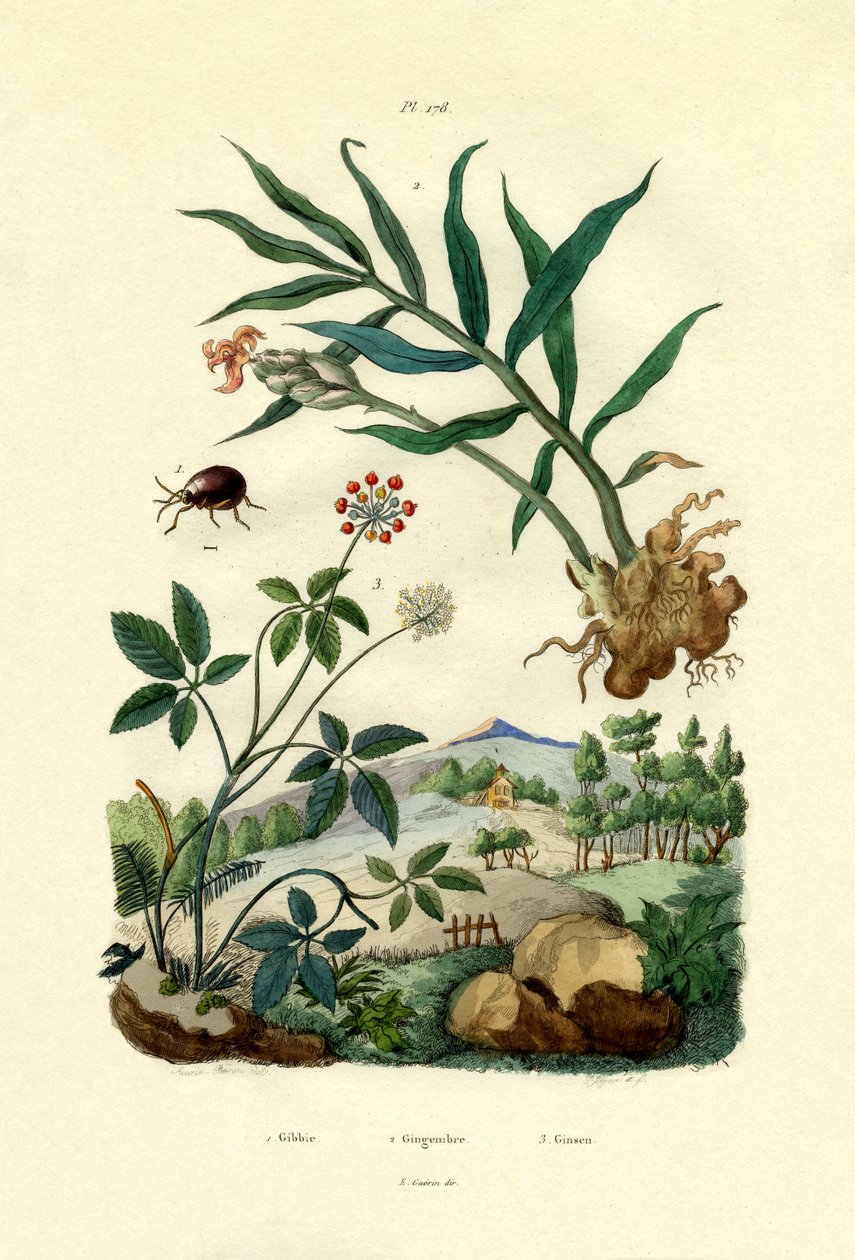 Skinnende edderkoppebille, 1833-39 af French School