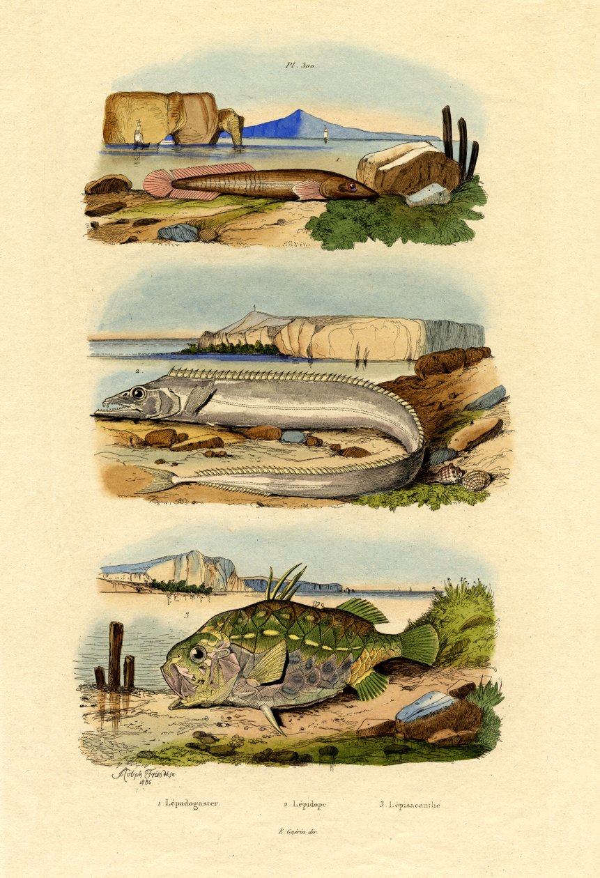 Kyst Clingfish, 1833-39 af French School