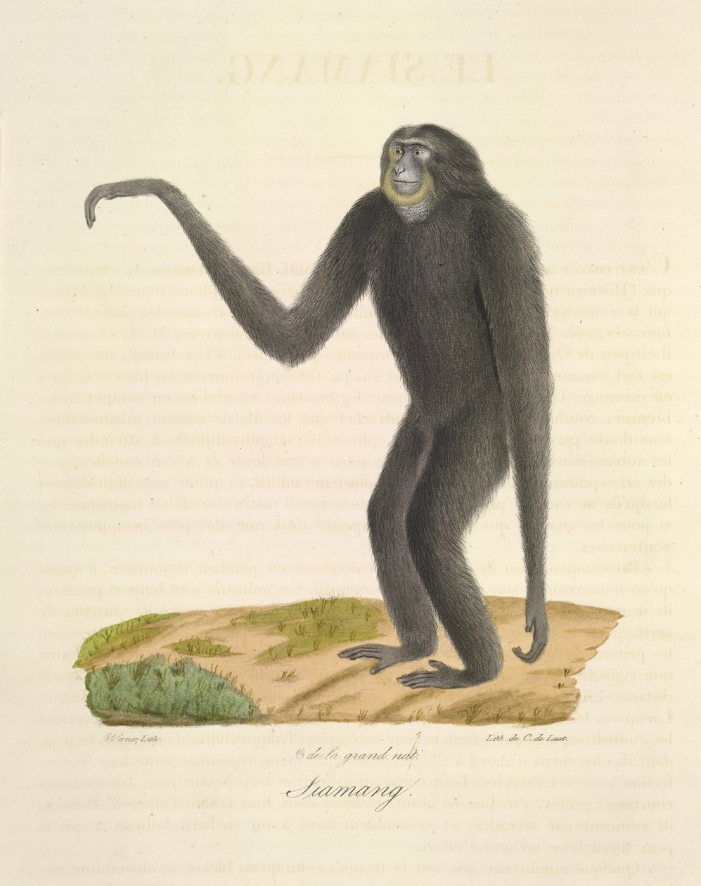 Siamang, fra Natural History of Pattedyr (farve litho) af French School