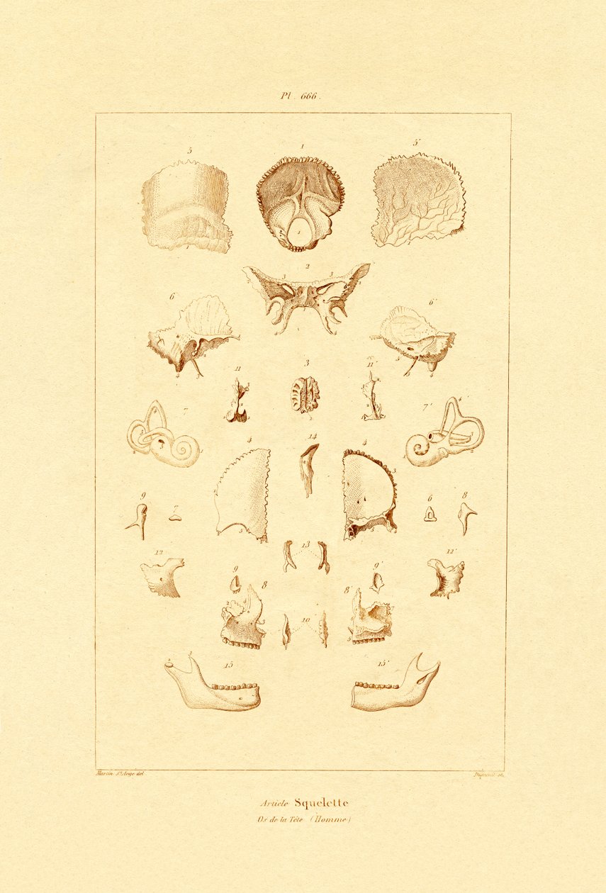 Skelet, 1833-39 af French School