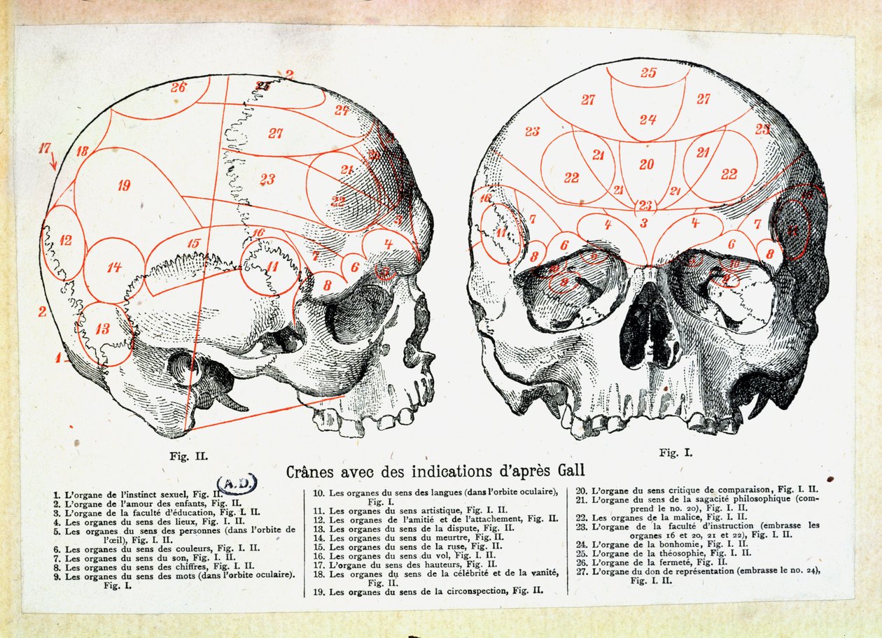 Kranie med frenologiske indikationer efter Franz Josef Gall (1758-1828) af French School
