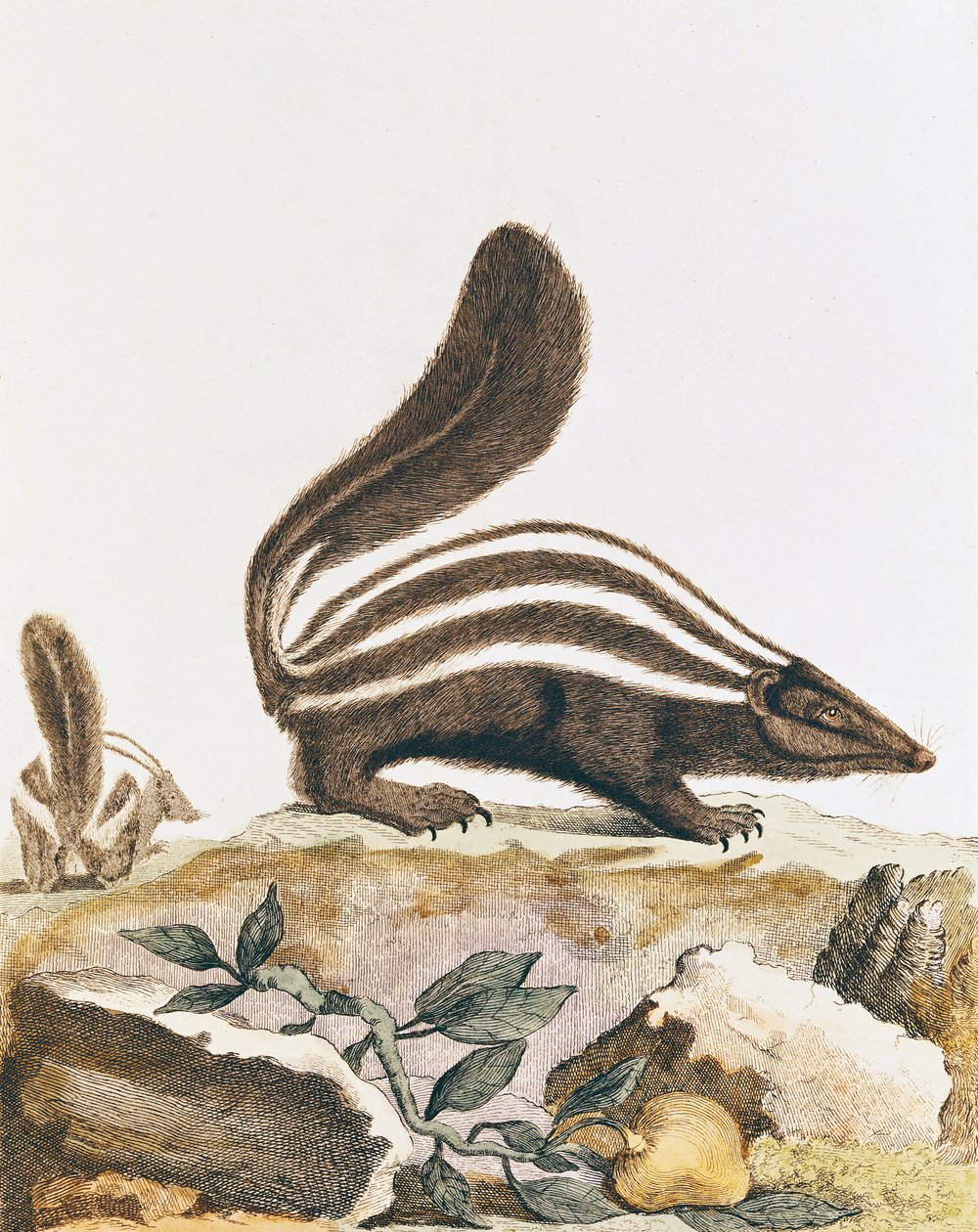 Skunk, fra 