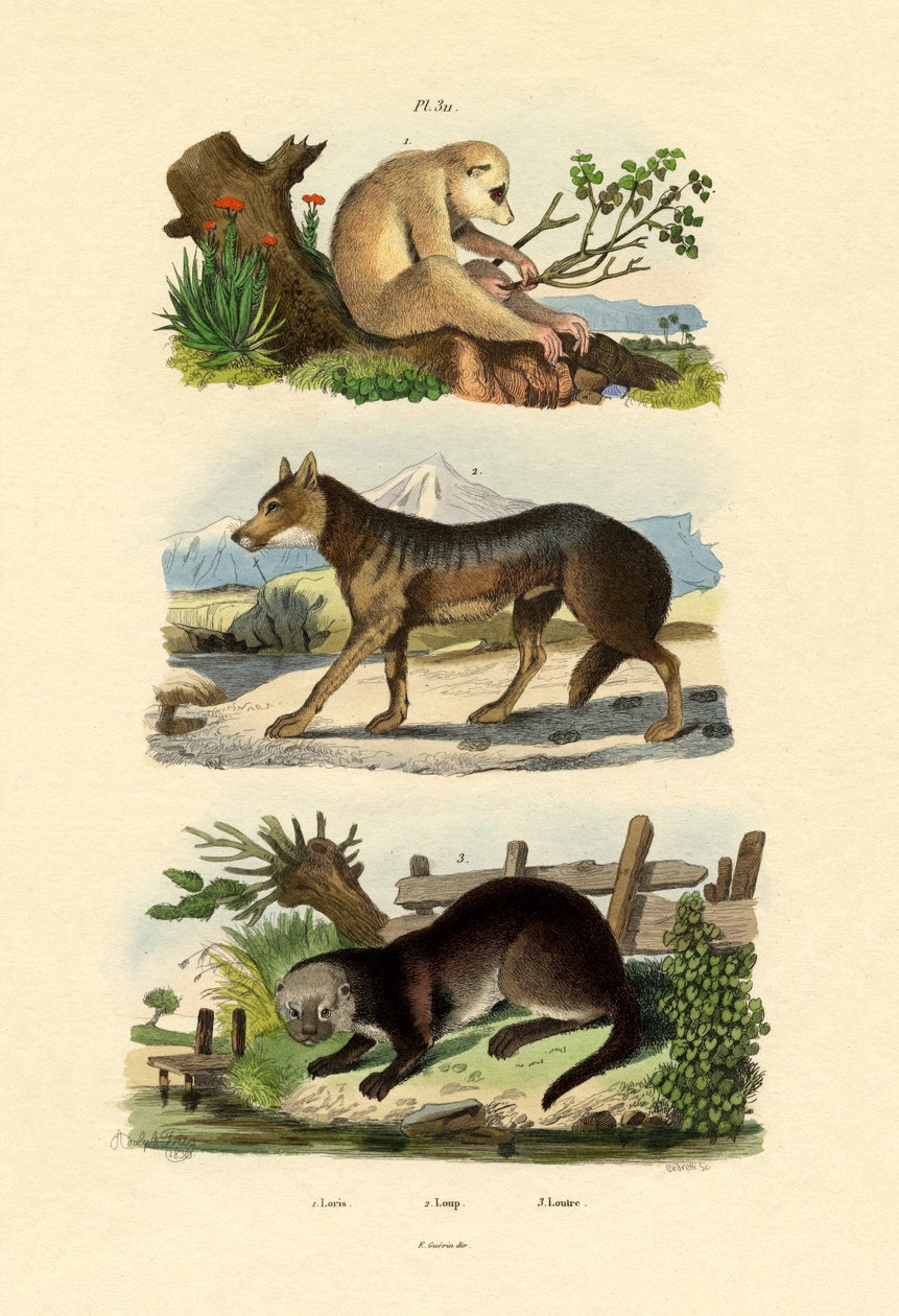 Sloth Ape, 1833-39 af French School