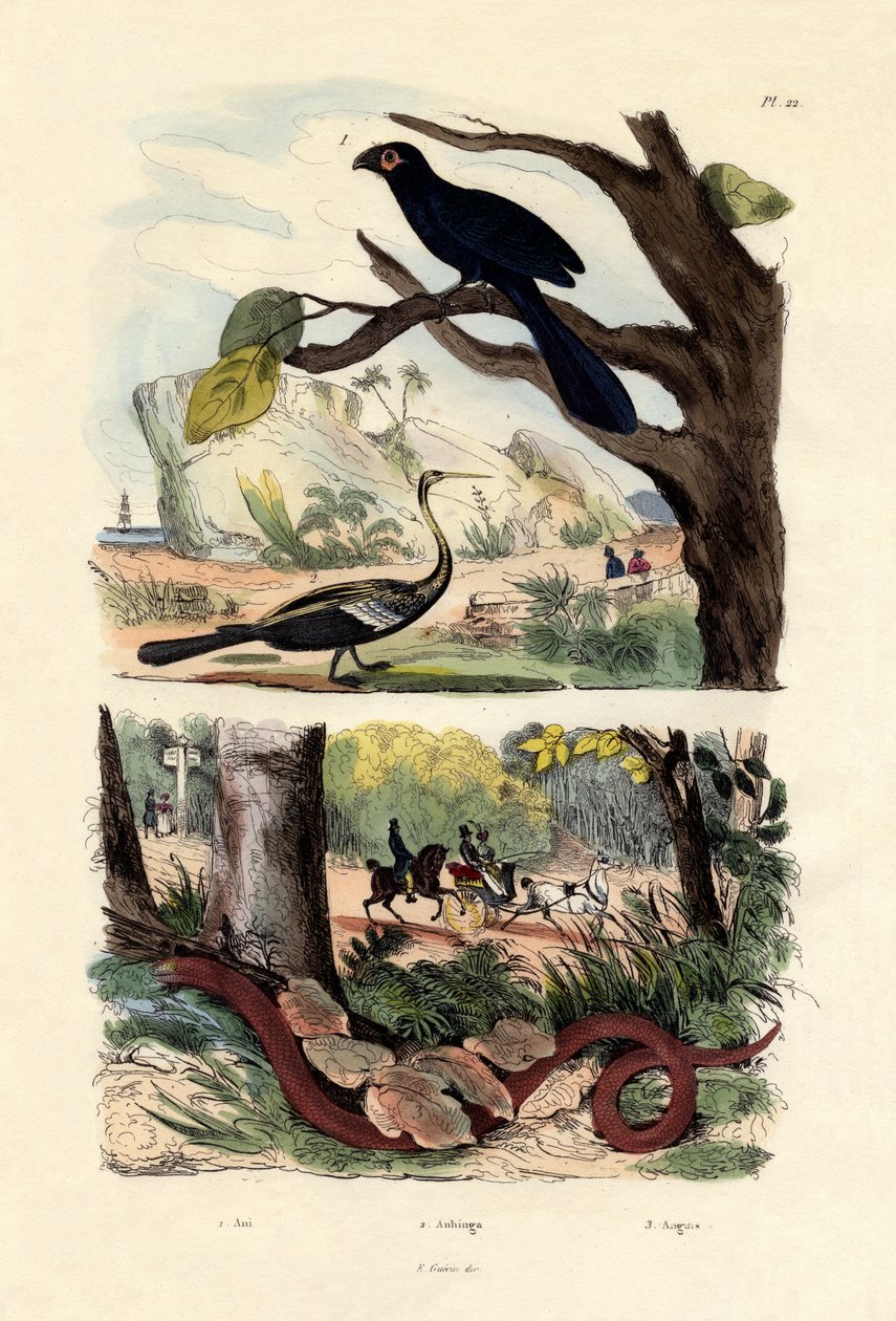 Glatnæbbet Ani, 1833-39 af French School