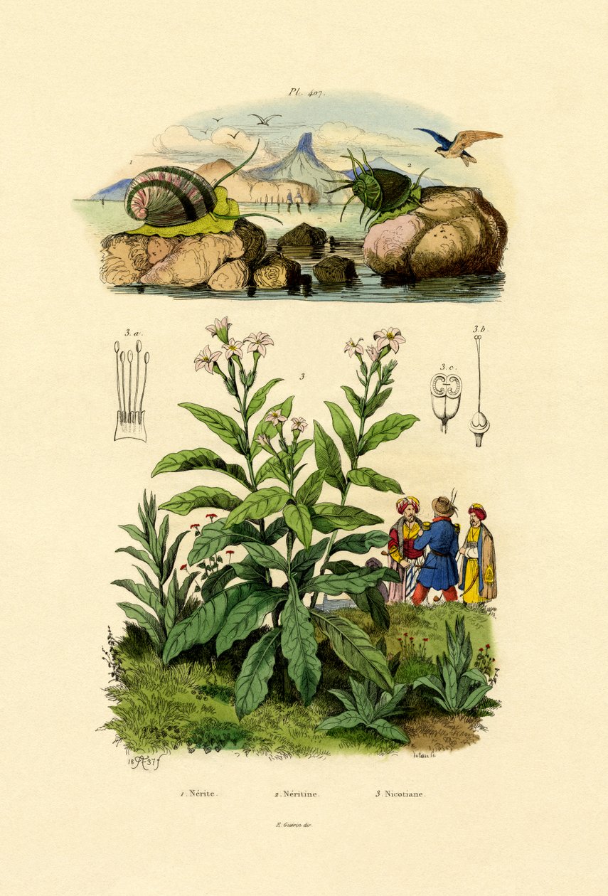 Snegle, 1833-39 af French School