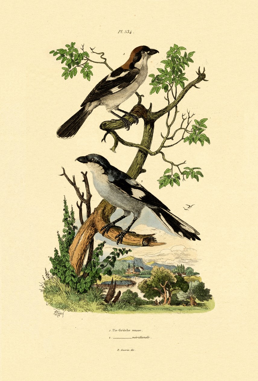 Sydlig gråtonge, 1833-39 af French School