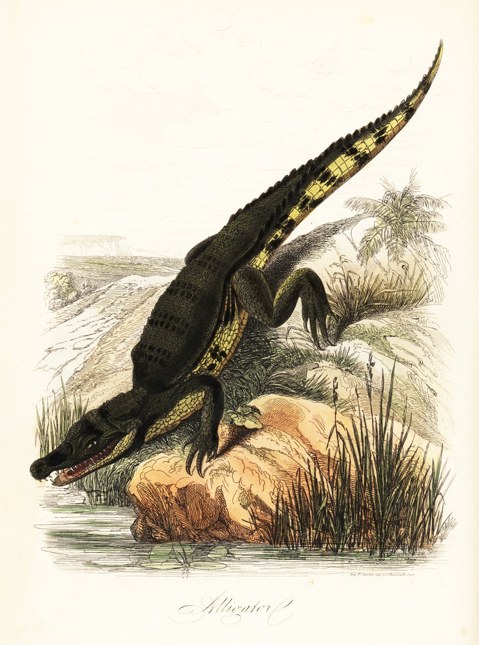 Brillekaiman, Caiman-krokodil af French School