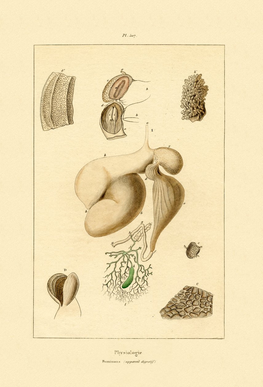 Mave, 1833-39 af French School