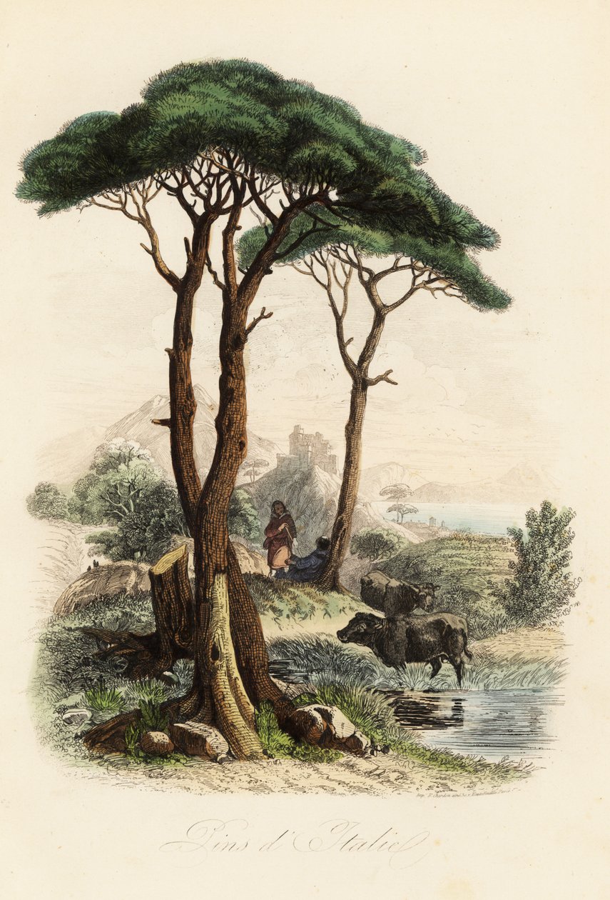 Stenfyr, Pinus pinea, også kendt som den italienske stenfyr, paraplyfyr og parasolfyr af French School