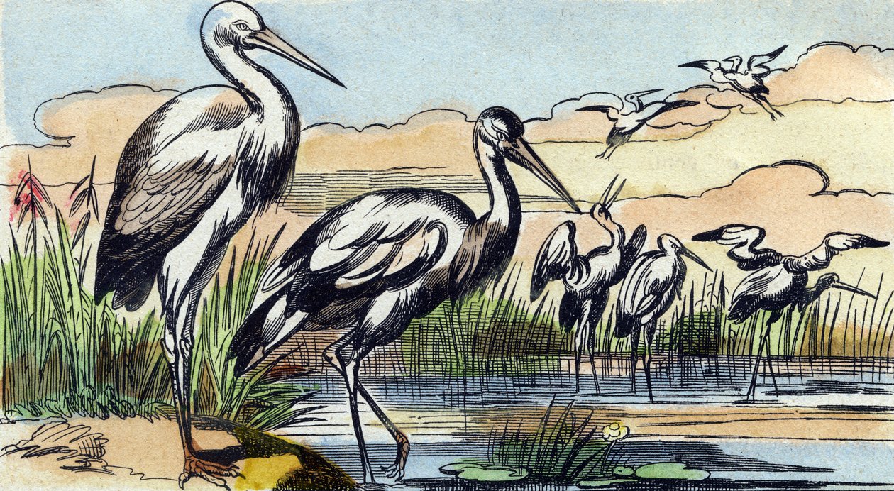 Stork. Indgravering i "Buffon Alphabet des Oiseaux n 1". 3. Serie N 1. Billeddannelse af Epinal, Epinal, slutningen af det 19. århundrede. 16 sider. Mål: 28x21 cm af French School