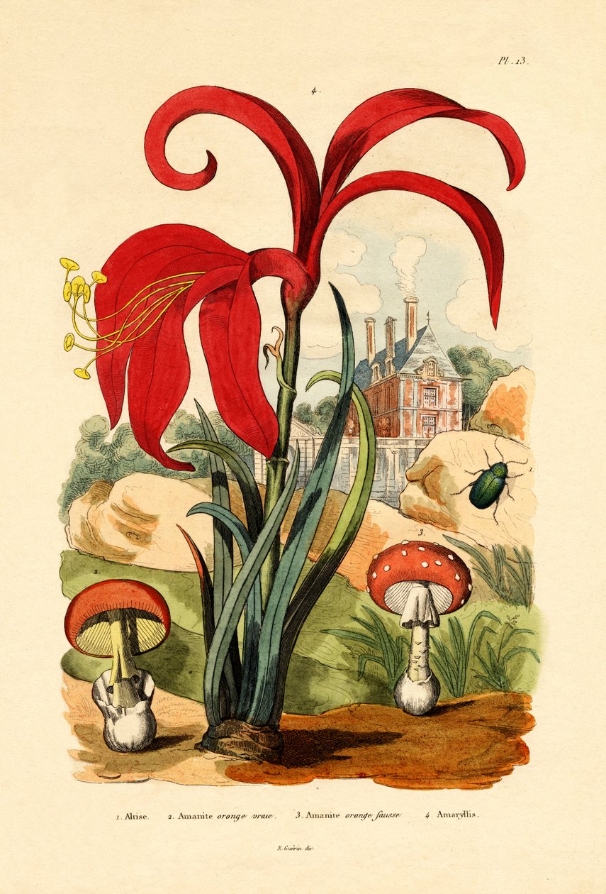 Stribet Loppebille, 1833-39 af French School