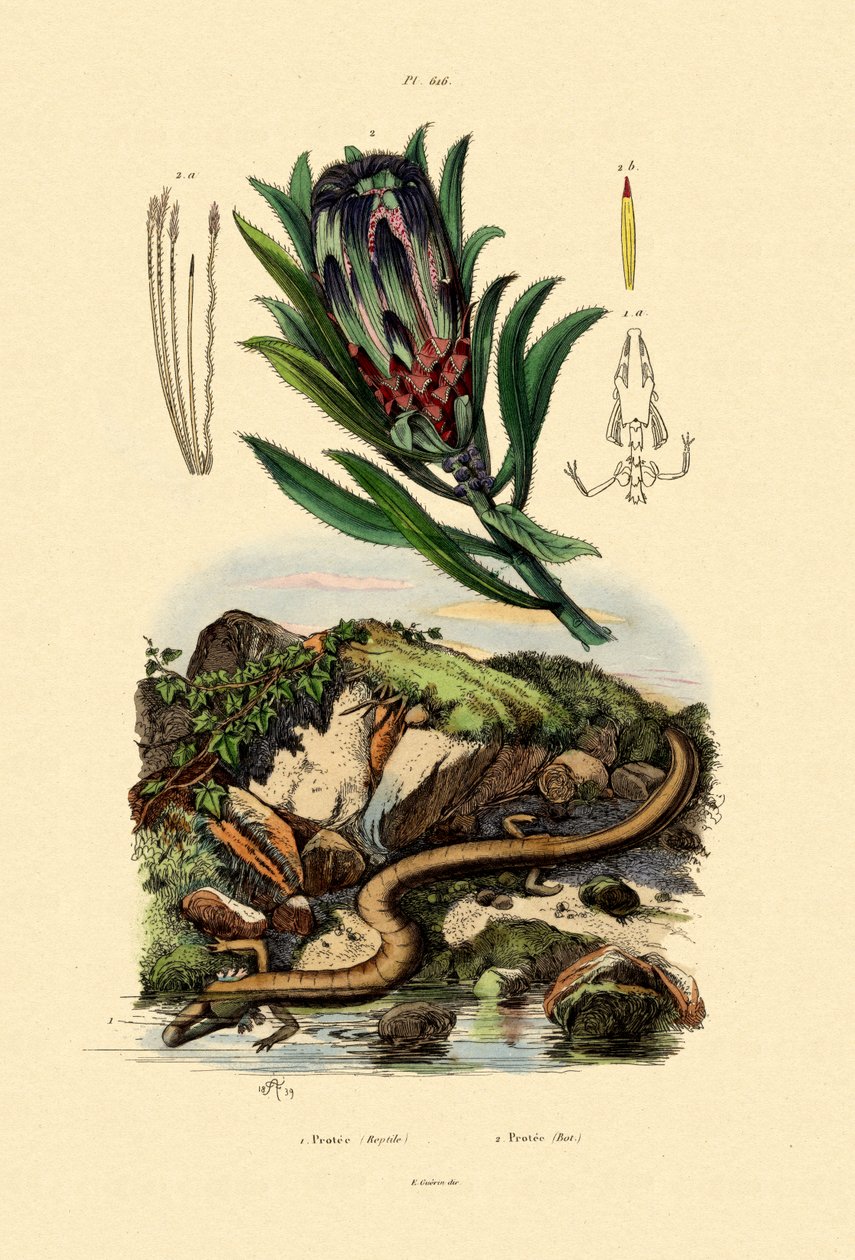 Sugarbush, 1833-39 af French School