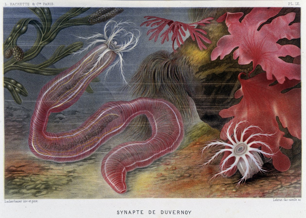 Sunapte de Duvernoy - i ""Le Monde de la Mer"" af Alfred Fredol. udg. Paris, Hachette. af French School