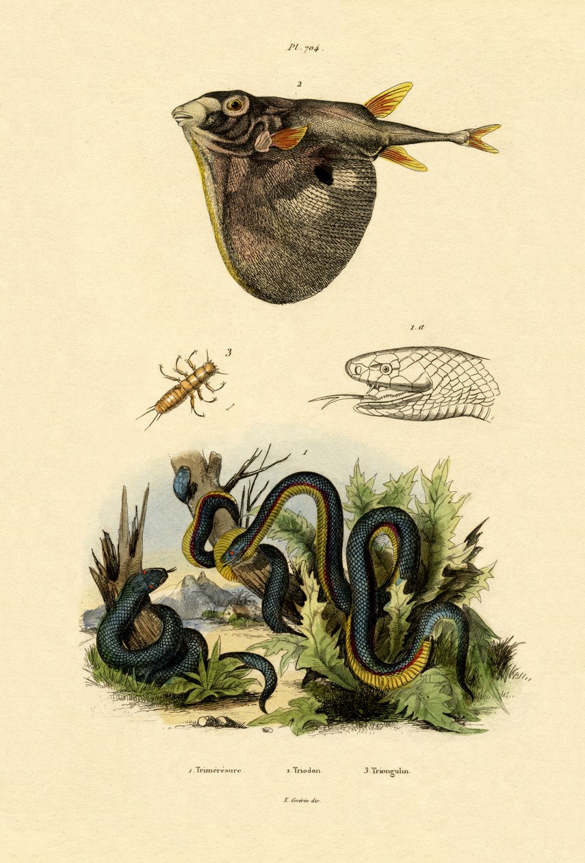 Taiwan Habu, 1833-39 af French School